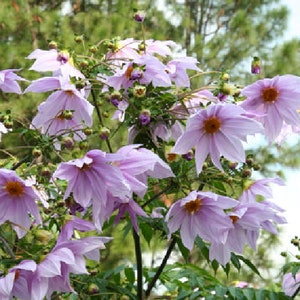 May include: A cluster of pale pink flowers with delicate petals bloom on a branch. The flowers are arranged in a loose, natural cluster, with some buds still closed. The background is a blurred green, suggesting a garden setting.