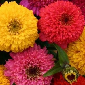 Könnte beinhalten: Ein Strauß bunter Blumen, darunter gelbe, rote, rosa und orangefarbene, mit verschiedenen Texturen und Formen. Die Blumen sind in einer Gruppe angeordnet, wobei sich einige Blütenblätter überlappen.