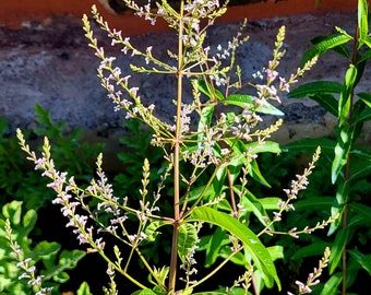 15 semillas de Aloysia citriodora -hierba luisa - cedron - hierba limón