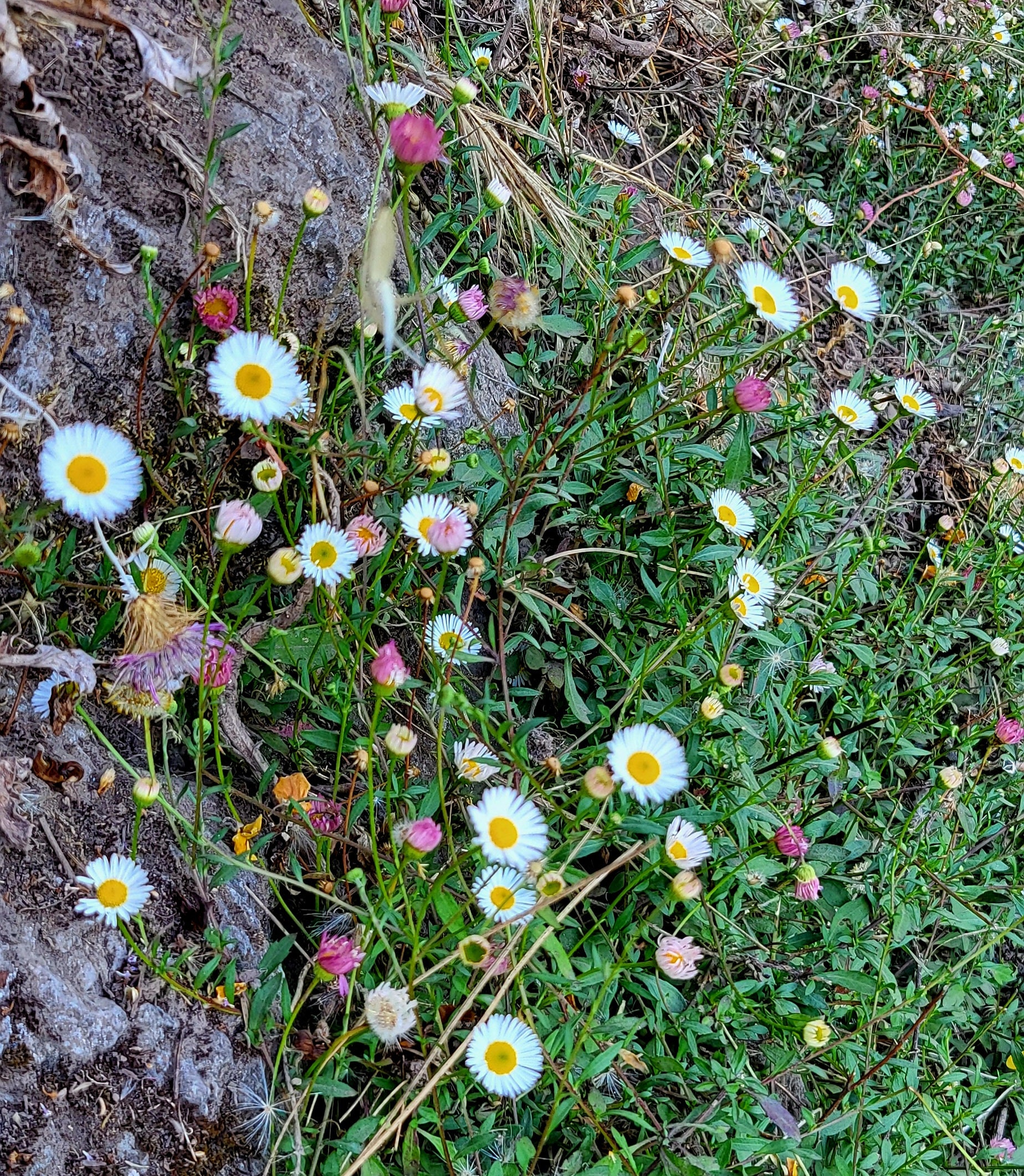 Erigeron Karvinskianus O Hierba De Burro | Cuidados - Foto 4