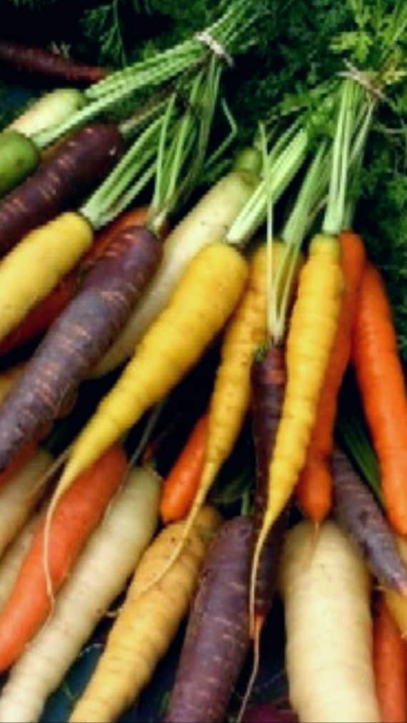Graines De Carottes Arc-en-ciel - 250 Graines Pour Un Potager Coloré !