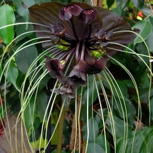 Puede incluir: Una flor negra con largos y finos zarcillos blancos. La flor tiene un centro morado oscuro y está rodeada de una hoja verde oscura.