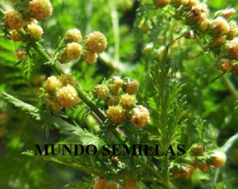 Artemisia Annua - 500 (seeds) seeds - Graines Sweet Wormwood - Sweet wormwood