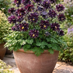 20 Aquilegia Barlow svarta frön | Dubbel svart akleja | Eleganta sällsynta blommor för trädgårdar och krukor