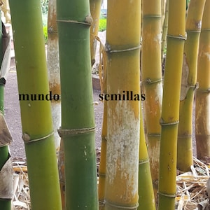 'S WERELDS GROOTSTE BAMBOE dendrocalamus 30 zaden