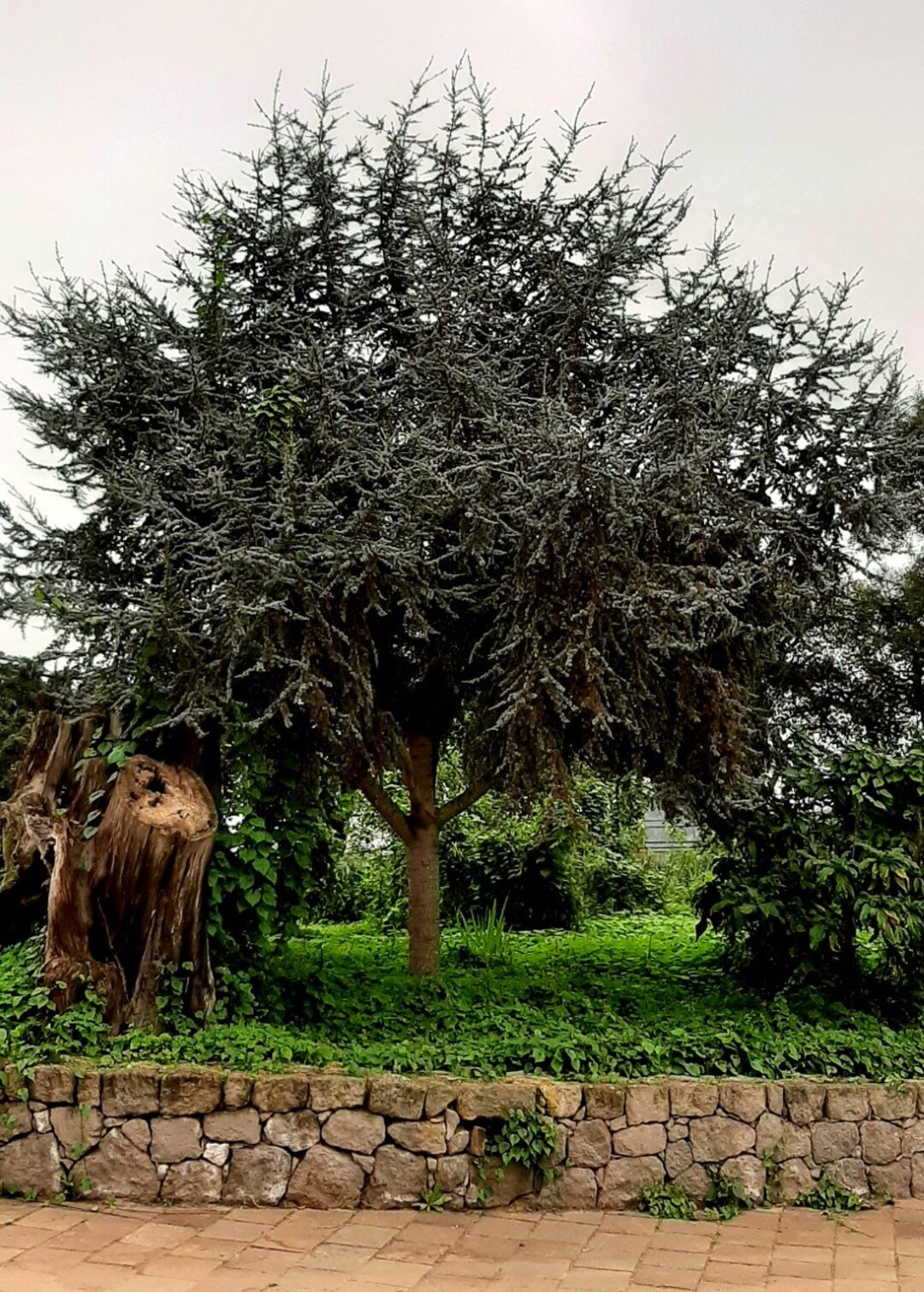 Libanon-Zeder (Cedrus libani), hervorragend fr die Bonsai-Herstellung oder  Gartendekoration geeignet. 10 Samen. - Etsy.de