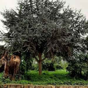 LEBANON CEDAR cedrus libani, excellent for making BONSAI or decorating gardens 10 seeds - seeds