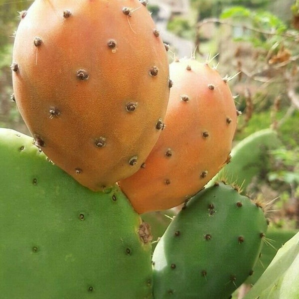 Feigenkaktus Opuntia ficus-indica (essbare Früchte) 30 frische Samen