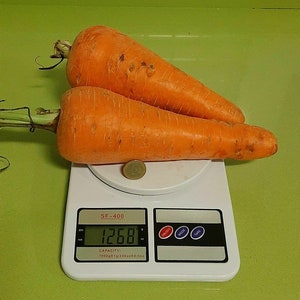 Zanahoria gigante - giant carrot Daucus carota - huerto - 200 semillas - seeds
