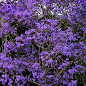Jacaranda Mimosifolia Tarco 30 seeds - seeds grains