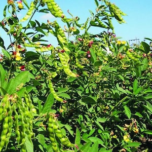 Guandul – Bohne aus Puerto Rico – Dhal Dunngo Gandul – Cajanus Cajan – Samen