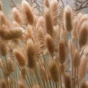 Peut inclure: Un bouquet de pampas séchées avec des plumes duveteuses et plumeuses dans des tons beige et brun.