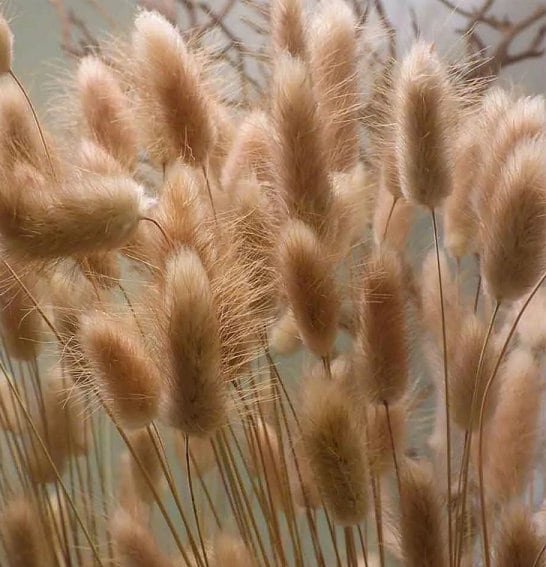 Ziergras Bunny Tails Schnittblumen Zum Trocknen Ca. 50 Samen - Foto 11