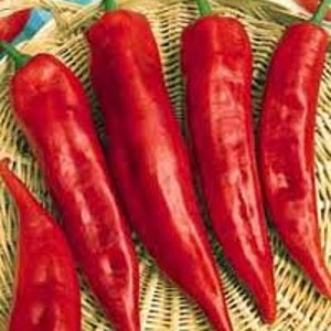 Peut inclure: Cinq longs piments rouges disposés dans un panier. Les piments sont lisses et brillants.