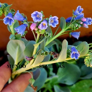 Puede incluir: Primer plano de un ramo de flores azules y moradas con hojas verdes. Las flores tienen forma de campana y una apariencia delicada. El texto "MUNDO SEMILLAS" es visible en la imagen.