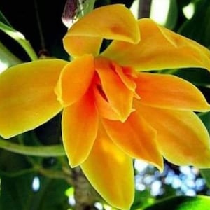 Magnolia champaca 25 seeds