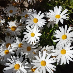 Margarita Gigante Blanca ( Leucanthemum maximum ) 400 semillas - seeds