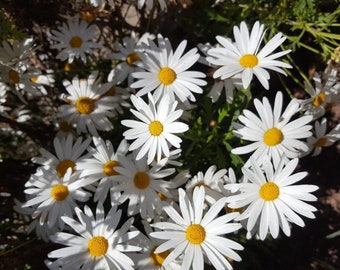 Margarita Gigante Blanca ( Leucanthemum maximum ) 400 semillas - seeds