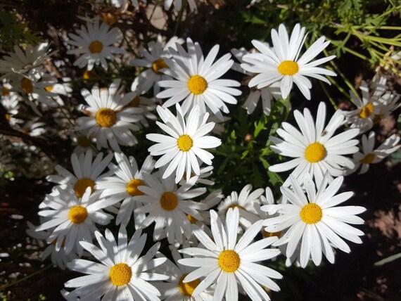Riesen-Weies Gnseblmchen (Leucanthemum maximum) 400 Samen - Saatgut -  Etsy sterreich