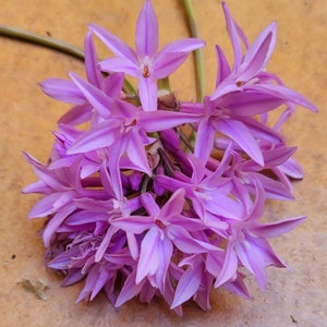Pode incluir: Um grupo de flores delicadas de cor lilás claro com pétalas longas e finas. As flores estão dispostas em forma de buquê, com os caules visíveis na base.