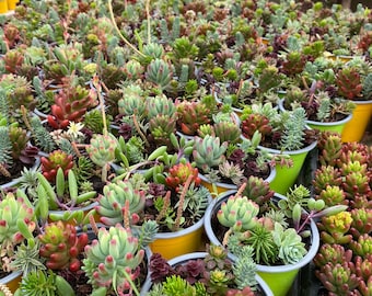 Sedum mix seeds - many different shapes and colors.