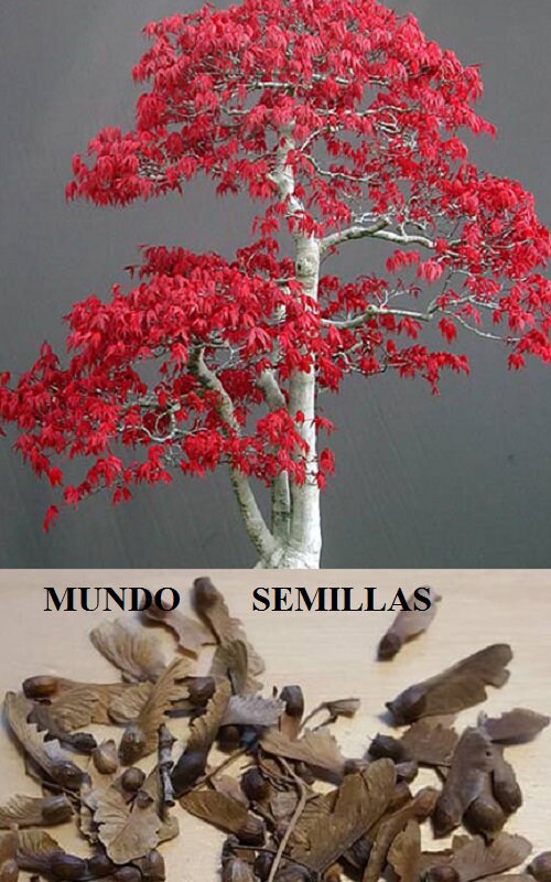 ficus ginseng bonsai Ficus Ginseng Bonsai – Estrela Plants & Decor main image 1