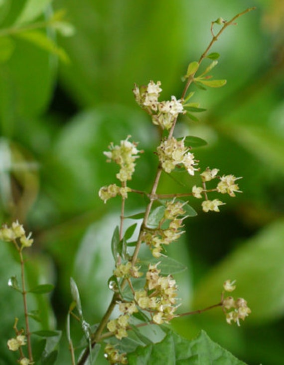 Share more than 68 mehndi plant botanical name best seven.edu.vn