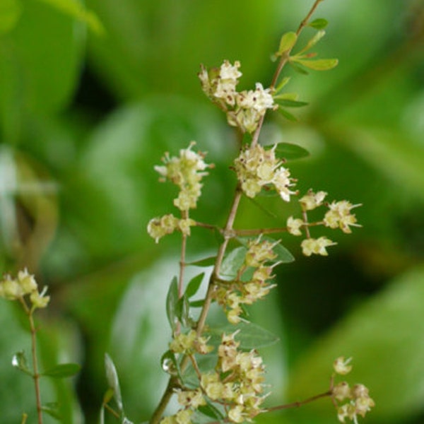 Henna Plant Lawsonia Inermis - Alheña - 30 seeds