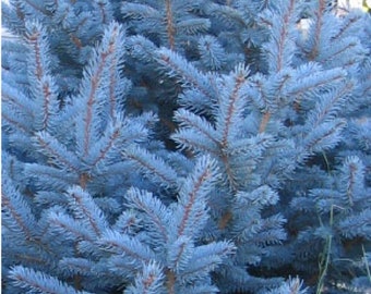 BLUE SPRUCE Picea pugens glauca 30 Seeds - Seeds