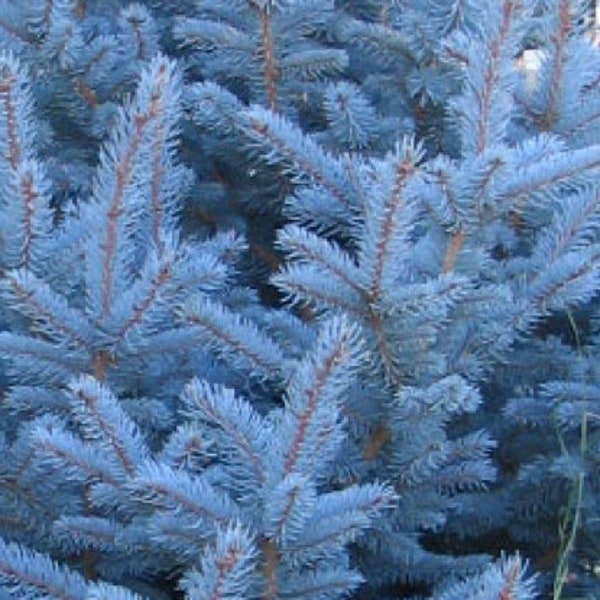 BLUE SPRUCE Picea pugens glauca 30 Seeds - Seeds