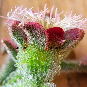 100 Ice Plant Seeds - Mesembryanthemum Crystallinum - Great for Salad