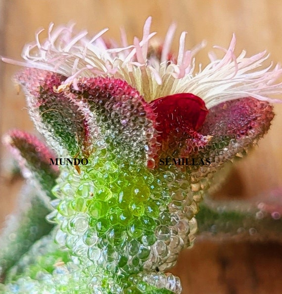 plastic pot plants 4" Pot  Plant Proper