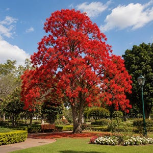 Pode incluir: Uma árvore grande com um tronco grosso e uma copa densa coberta de flores vermelho-vibrantes, situada num parque cuidado com relvado verde, sebes aparadas, um banco de madeira e um candeeiro verde-escuro sob um céu azul com nuvens.