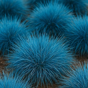 Op de afbeelding: Een close-up van verschillende levendige blauwe siergrasplanten. Het gras heeft een fijne, naaldachtige textuur en vormt dichte, ronde kluiten. De planten staan tegen een achtergrond van bruine grond, wat een opvallend contrast creëert.