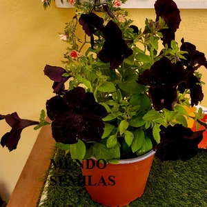Puede incluir: Una planta en maceta con petunias de color morado oscuro en flor. La planta está en una maceta de terracota marrón con el texto "Mundo Semillas" en el lateral.