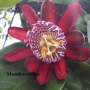 GIANT PASSION FRUIT passiflora quadrangularis 8 Seeds - seeds