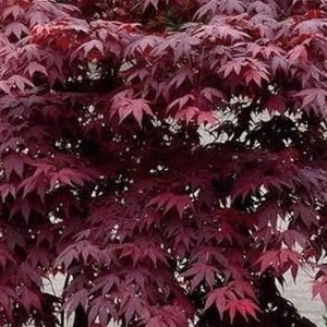 Japanischer Ahornsamen - Acer palmatum Bloodgood - Rote Blätter - Ideal für Bonsai