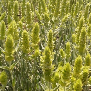 Sideritis scardica - Mursalitsa-Tee 15 Samen Samen