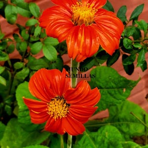 Puede incluir: Dos flores de color naranja brillante con centros amarillos florecen sobre un fondo de hojas verdes. El texto "MUNDO SEMILLAS" es visible en el fondo.