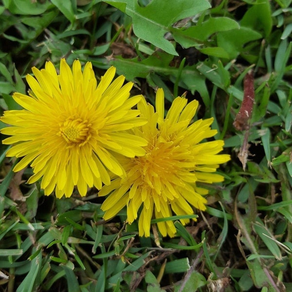 200 Semillas de diente de león - Taraxacum offininale - Vegetal perenne nutritivo de alto rendimiento