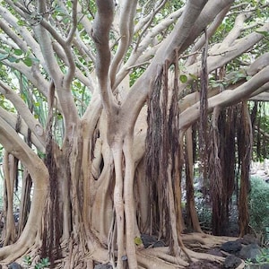 SACRED FICUS, ficus divino 50 seeds - seeds