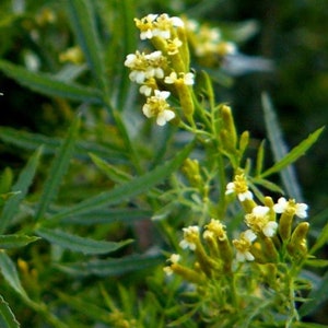 Tagetes minuta - Huacatay - 50 frön