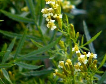 Tagetes minuta - Huacatay - 50 Samen -