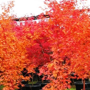 May include: A group of Japanese maple trees with vibrant red and orange leaves in autumn. The trees are planted in pots and are surrounded by a white background.