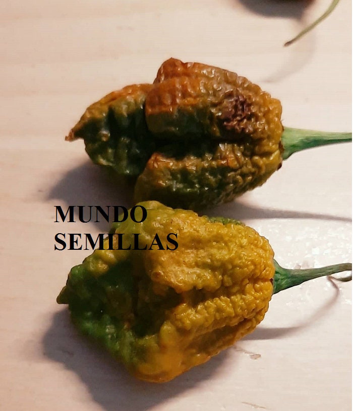 Pepper X Unofficial Record of Spiciest Chilli 15 Very Etsy Canada