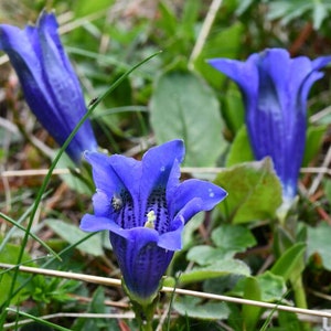 Enziansamen (Gentiana acaulis).