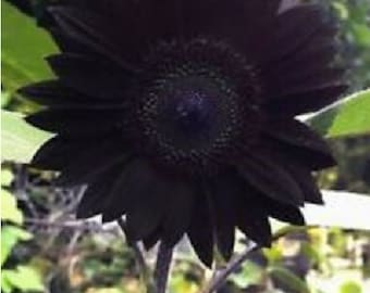 Girasol negro chocolate 15 semillas seeds