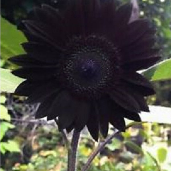 Black chocolate sunflower 15 seeds seeds