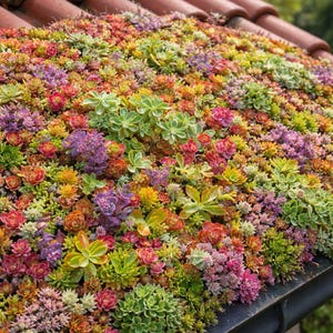 2000 Semillas de Sedum Variado  | Mezcla Premium de Suculentas Raras | Colores y Formas Únicas | Ideal Bonsái, Jardín y Coleccionistas