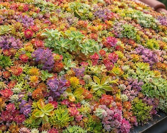 2000 diverse Sedum-zaden | Premium mix van zeldzame succulenten | Unieke kleuren en vormen | Ideaal voor bonsai, tuinen en verzamelaars